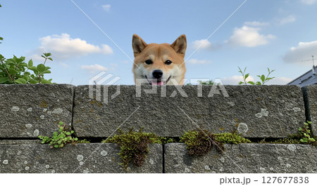 見られている 127677838