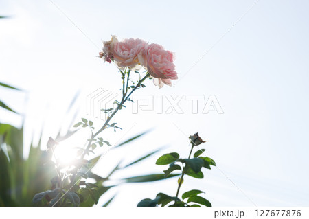 Beautiful pink roses under sunlight against blue sky in rose garden. Floral natural background with rose flower. 127677876