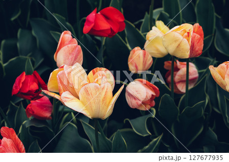 Blooming tulips. 127677935