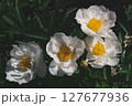 Peonies in bloom. 127677936