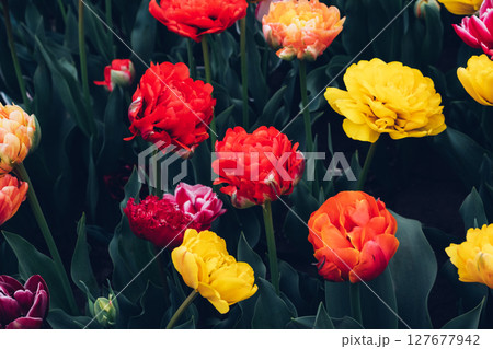 Blooming tulips. Blooming tulips. 127677942