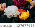Tulips in bloom. 127677958