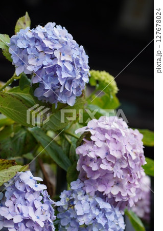 朝顔 朝顔 127678024