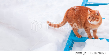 Red Cat Walking In The Snow 127678075