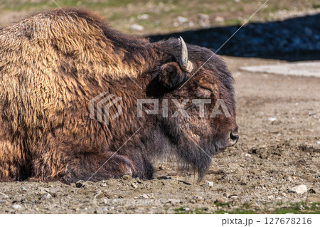American buffalo known as bison, Bos bison in a german park American buffalo known as bison, Bos bison in a german park 127678216