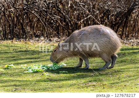 Capybara, Hydrochoerus hydrochaeris grazing on fresh green grass 127678217