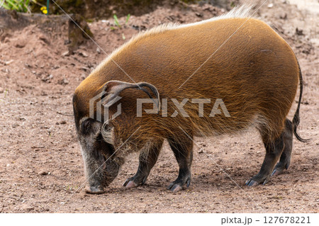 Red river hog, Potamochoerus porcus, also known as the bush pig. Red river hog, Potamochoerus porcus, also known as the bush pig. 127678221