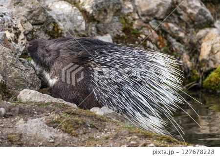 Indian crested Porcupine, Hystrix indica in a german nature park 127678228
