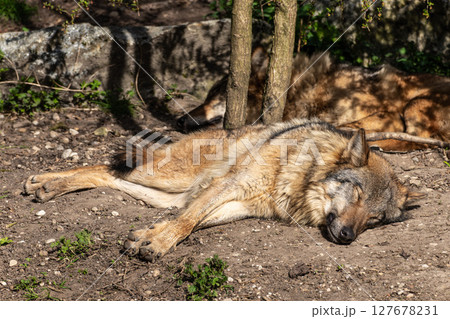 European Grey Wolf, Canis lupus in a german park European Grey Wolf, Canis lupus in a german park 127678231