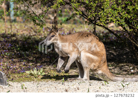 The agile wallaby, Macropus agilis also known as the sandy wallaby The agile wallaby, Macropus agilis also known as the sandy wallaby 127678232