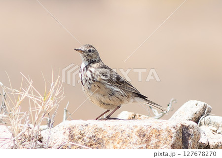 タヒバリ 127678270