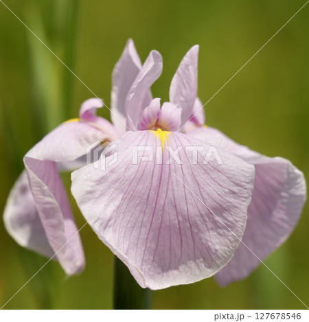 ほんのりピンク色の可愛い花菖蒲　アップ 127678546