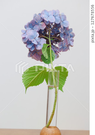 一輪の紫陽花と緑の葉のシンプルな背景 127678556