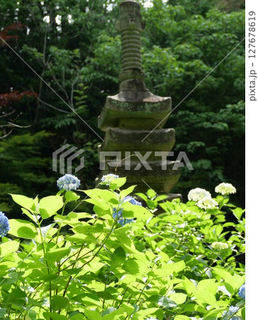 あじさい寺、山門前に咲く紫陽花と灯籠 あじさい寺、山門前に咲く紫陽花と灯籠 127678619