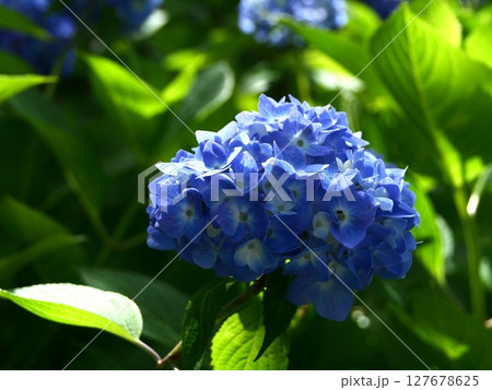 青い紫陽花 127678625