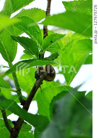 あじさいの木に止まるカタツムリ 127678726