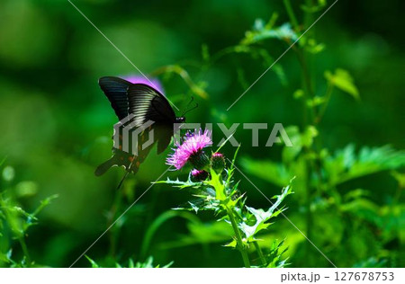 花にとまる黒い蝶 花にとまる黒い蝶 127678753