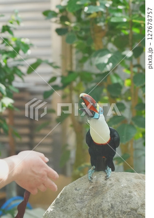 オオハシに餌を与える様子 127678757