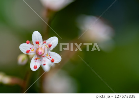 可愛い小さなユキノシタ科の花 可愛い小さなユキノシタ科の花 127678839