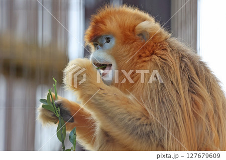 キンシコウ 127679609