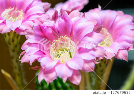 サボテン　花 127679653