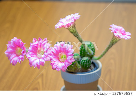 サボテン　花 127679657