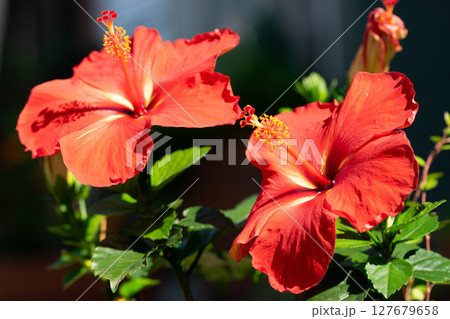 赤いハイビスカスの花 127679658