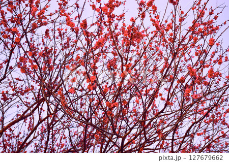 夕日に照らされる紅梅 夕日に照らされる紅梅 127679662