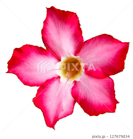 Single desert rose flower with deep pink edges isolated on white background Single desert rose flower with deep pink edges isolated on white background 127679834