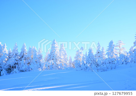 日本 長野県 志賀高原 青空と樹氷 日本 長野県 志賀高原 青空と樹氷 127679955