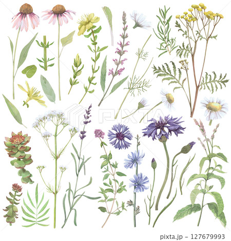 Watercolor illustration of pharmaceutical medicinal plants.Hand-drawn isolated set on white background.Delicate realistic images of flowers and leaves of herbs for packaging, textiles, printing, cards 127679993