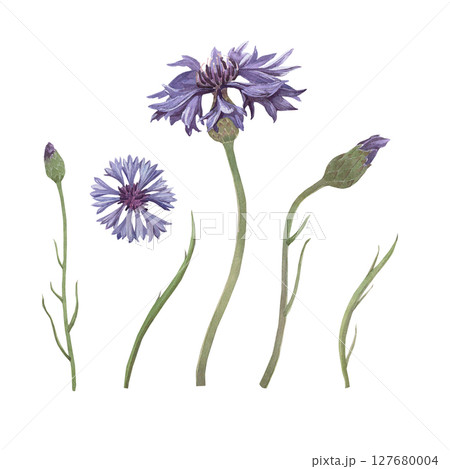 Watercolor illustration of cornflower. Hand-drawn isolated set of clip-art on white background. Delicate realistic images of herbs for packaging, textiles, printing, holiday cards, wedding, menu Watercolor illustration of cornflower. Hand-drawn isolated set of clip-art on white background. Delicate realistic images of herbs for packaging, textiles, printing, holiday cards, wedding, menu 127680004