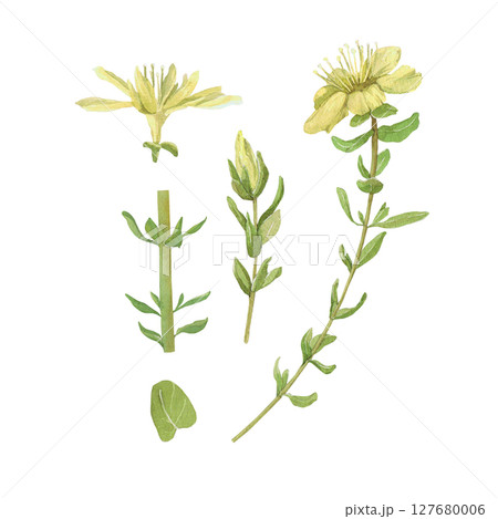 Watercolor illustration of Hypericum. Set with flowers and leaves. Hand-drawn isolated clip art on a white background. Pastel watercolor for holiday cards, wedding invitations, textiles, print design 127680006