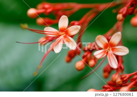Closeup of Pagoda Flower Clerodendrum paniculatum tropical flowers with soft peach petals and red stamens in natural floral background Closeup of Pagoda Flower Clerodendrum paniculatum tropical flowers with soft peach petals and red stamens in natural floral background 127680061