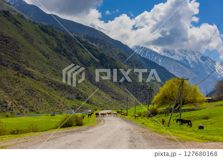 Group of horses walking on a serene mountain road 127680168