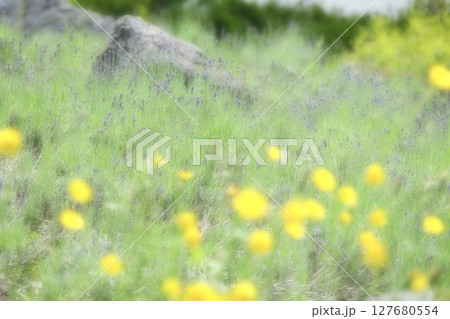 ロックガーデンのラベンダーと前ボケのタンポポ 127680554