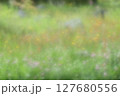 野原に咲く春の花、アカツメクサとタンポポ 127680556