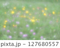 タンポポとアカツメクサ咲く風景 127680557
