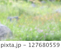 アカツメクサ、コウリンタンポポ咲くナチュラルロックガーデン 127680559