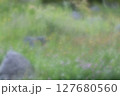 アカツメクサ、タンポポ咲くナチュラルロックガーデン 127680560