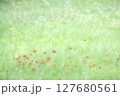 野原に咲くコウリンタンポポ 127680561