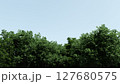 Treetops on blue sky background, space for text, 3d illustration 127680575
