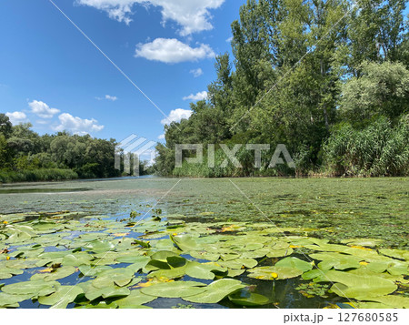 Water lilies in the river, untouched wildlife of Europe Water lilies in the river, untouched wildlife of Europe 127680585
