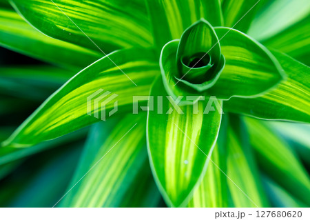 Bright green dracaena plant leaves forming spiral natural pattern 127680620