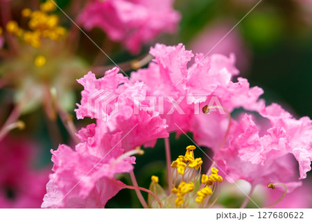 Pink crepe myrtle flower macro with yellow stamens and shallow depth of field Pink crepe myrtle flower macro with yellow stamens and shallow depth of field 127680622
