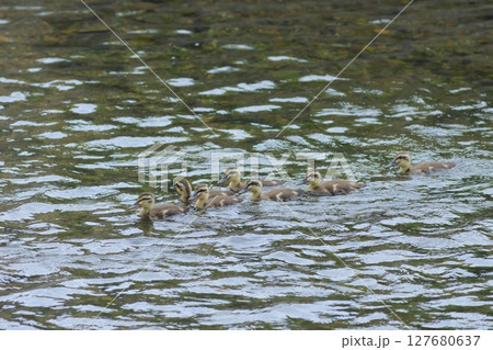 川を渡るカルガモの雛たち 127680637