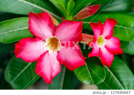 Two desert rose flowers with green leaves in tropical garden 127680667