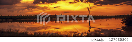 Sunrise in Greater Kruger National park, South Africa Sunrise in Greater Kruger National park, South Africa 127680803