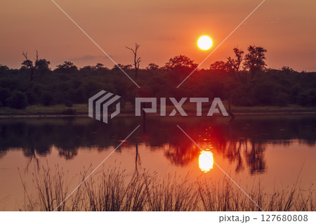 Sunrise in Greater Kruger National park, South Africa 127680808