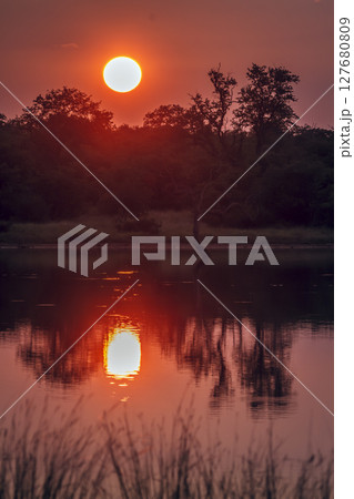 Sunrise in Greater Kruger National park, South Africa 127680809